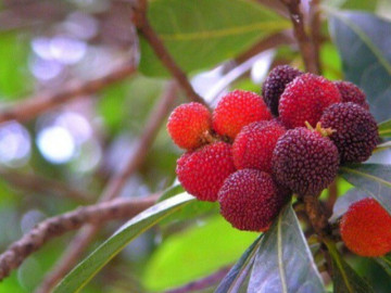 Loại quả xưa không ai ăn, giờ thành đặc sản có hương vị lạ giá 130.000 đồng/kg, tốt cho sức khoẻ