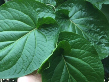 Loại lá mọc bờ bụi xưa không ai biết đến, nay bán 150.000 đồng/kg thành đặc sản hương vị lạ, dân thành phố ưa chuộng