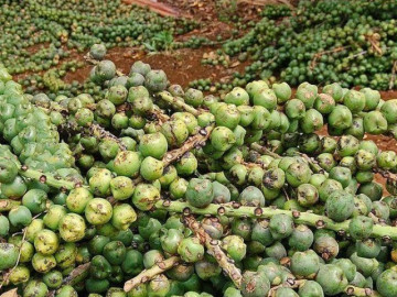 Một loại trái cây ngày xưa không ai quan tâm, nay trở thành đặc sản với hương vị lạ được người dân thành phố ưa chuộng và công dụng bất ngờ