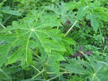 Loại lá rụng đầy tưởng không ăn được, nay thành đặc sản có hương vị lạ người thành phố săn lùng, quý như vàng mười