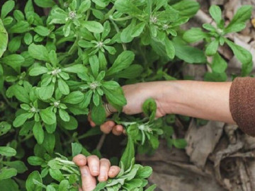 Wild plants growing on ditch banks in the past that no one knew about, now sell for 200,000 VND/kg and become a famous specialty in the city, good for health.