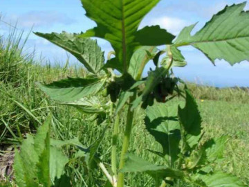 Wild plants growing along the roadside no one used to eat, but now they have become a specialty that people in the city compete to buy, with a special flavor