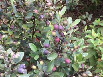 Loại quả dại xưa không ai ăn, nay bán 150.000 đồng/kg thành đặc sản có hương vị lạ, tốt cho sức khỏe