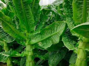 Thứ xưa không ai biết đến, nay bán 400.000 đồng/kg thành đặc sản dân thành phố tranh nhau mua, tốt cho sức khoẻ