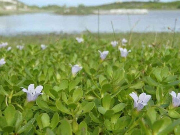Cây dại mọc bờ mương nay thành đặc sản có hương vị lạ, 100.000 đồng/kg dân thành phố tranh nhau, tốt cho sức khoẻ