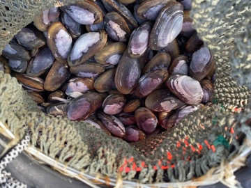 Đặc sản tên rất lạ, mỗi năm chỉ có một mùa, nay bán 180.000 đồng/kg thành món ăn khoái khẩu, dân thành phố tranh nhau mua