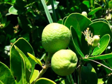 Loại quả xưa không ai ngó ngàng, nay thành đặc sản có hương vị lạ dân thành phố tranh nhau mua