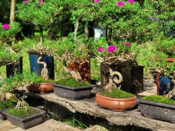 Cây dại ở bờ rào nở hoa quanh năm, nay lên chậu thành bonsai độc lạ, có cây giá vài chục triệu đồng vẫn được săn lùng