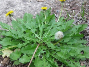 Cây dại mọc ven đường có tên vô cùng lạ, nay thành đặc sản ở thành phố, được mệnh danh là kháng sinh tự nhiên