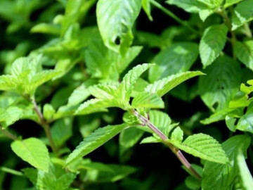 Cây dại mọc bờ rào có hương vị đặc biệt, nay làm thành đặc sản dân thành phố ưa chuộng, tốt cho sức khỏe