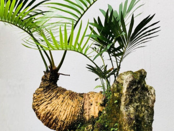 Cây dại ở bờ bụi lên chậu thành bonsai có dáng thế đẹp lạ, mang lại may mắn và bình an, có cây được trả giá 1 tỷ đồng