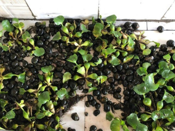 Đặc sản có tên rất lạ, xưa dành cho người nghèo nay thành món khoái khẩu dân thành phố tranh nhau mua, 150.000 đồng/kg