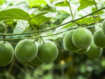 Loại quả leo bờ rào, xưa không ai biết nay thành đặc sản 300.000 đồng/kg có hương vị lạ, công dụng tuyệt vời