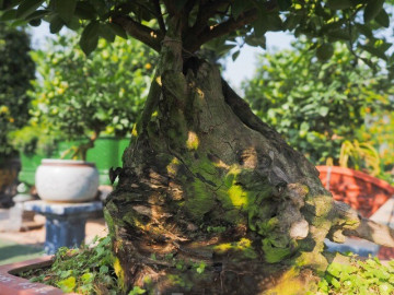 Cây ăn quả quen thuộc thành bonsai trưng Tết, vừa đẹp vừa mang lại sự sung túc và no đủ, có cây giá hàng trăm triệu đồng