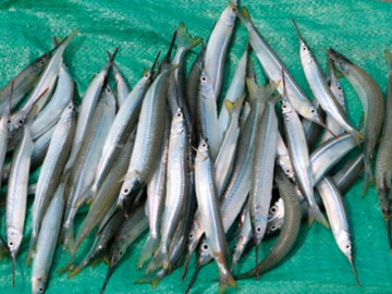 Đặc sản nổi tiếng có tên rất lạ, xưa dành cho người nghèo nay dân thành phố ưa chuộng, 200.000 đồng/kg