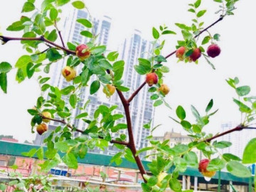 Loại quả xưa rụng đầy không ai biết đến, nay thành đặc sản giá 180.000 đồng/kg, được ví như thuốc bổ tự nhiên