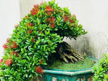 Cây dại ở vách đá lên chậu thành bonsai trưng Tết, nở hoa đỏ rực mang lại tài lộc, may mắn, có cây giá hàng chục triệu đồng