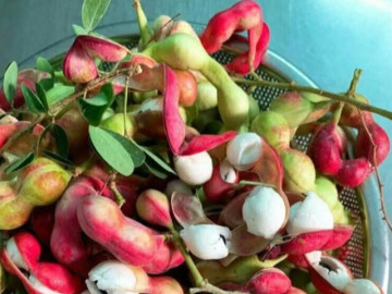 Loại quả xưa dành cho người nghèo, nay thành đặc sản có hương vị lạ được người thành phố săn lùng khắp nơi, 25.000 đồng/kg