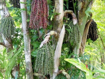 Đặc sản có tên lạ, xưa không ai ăn nay dân thành phố săn lùng khắp nơi vì hương vị đặc biệt, vừa ngon vừa hiếm