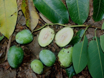 Loại quả xưa rụng đầy không ai ăn, nay thành đặc sản có hương vị lạ dân thành phố săn lùng dịp Tết Nguyên đán, 140.000 đồng/kg