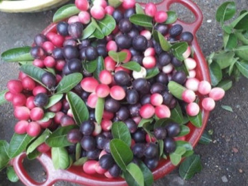 Loại quả có tên rất lạ, xưa không ai biết đến nay thành đặc sản được dân thành phố ưa chuộng vì hương vị đặc biệt, tốt cho sức khỏe