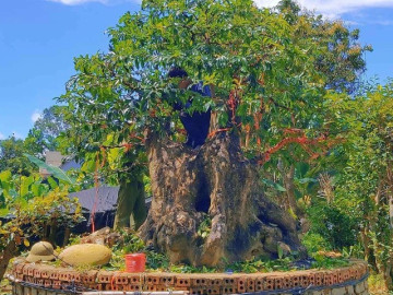 Cây ăn quả quen thuộc lên chậu thành bonsai đẹp lạ, tỏa mùi thơm nức mũi, có cây giá 2 tỷ đồng chủ nhân cũng không bán