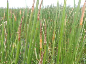 Cây mọc dại ở bờ ao, xưa dành cho người nghèo nay thành đặc sản nổi tiếng ở thành phố, 80.000 đồng/kg