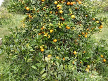 Loại quả xưa không ai biết đến, giá rẻ như cho nay thành đặc sản dân thành phố săn lùng dịp Tết Nguyên đán, 350.000 đồng/kg