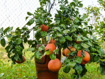 Cây ăn quả quen thuộc lên chậu thành bonsai trưng Tết 2025, mang lại tài lộc, có cây hơn nửa tỷ đồng chủ nhân chưa bán