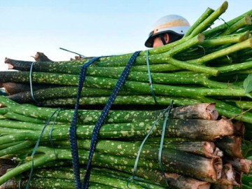 Đặc sản có tên rất lạ, xưa không ai biết đến nay dân thành phố ưa chuộng giá 250.000 đồng/kg, tốt cho sức khoẻ