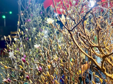 Loại hoa có giá tiền triệu, mang hương thơm đặc biệt được chị em thi nhau "săn lùng" chơi Tết