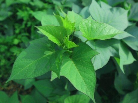 5 loại rau bán đầy chợ Việt giúp bạn đại tiện dễ dàng, được ví như "giẻ lau rác cho đường ruột"