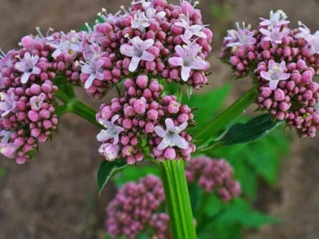 3 loại thực phẩm bổ sung hỗ trợ trị mất ngủ