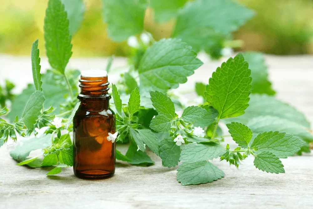 Dầu tía tô (Ảnh minh hoạ)