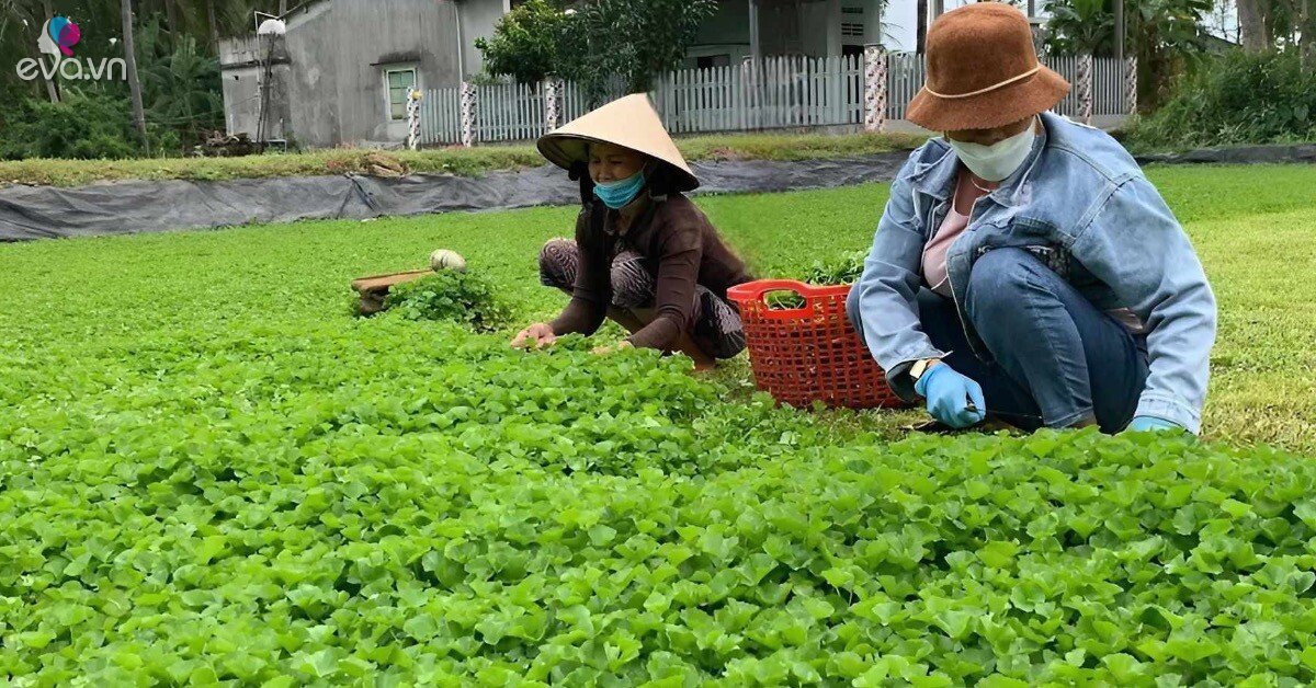 Thứ rau dại nào mọc hoang khắp nơi được ví như "nhân sâm tự nhiên", ở chợ Việt bán đầy, 3.000 đồng có thể mua?