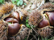 Sức khỏe - Loại quả đến mùa rụng đầy gốc, được dân ví là “lộc rừng” có vô vàn tác dụng cho sức khỏe, nhất là tim mạch