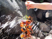 Đặc sản mỗi năm chỉ có một mùa, xưa không ai biết nay dân thành phố ưa chuộng vì hương vị đặc biệt, 200.000 đồng/kg