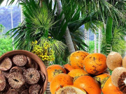 Sức khỏe - Loại quả xưa rụng đỏ đầy gốc không ai nhặt, giờ sốt giá như "vàng ròng" thương lái tranh nhau mua, tốt cho sức khỏe