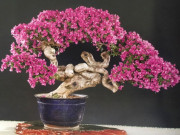 Tin tức - Cây dại nở hoa quanh năm, nay "lên chậu" thành bonsai vừa đẹp vừa biểu tượng cho sự sung túc đủ đầy, có cây 600 triệu đồng