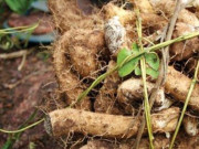 Tiêu dùng - "Báu vật dưới lòng đất" xưa dành cho người nghèo, giờ thành đặc sản có hương vị lạ được săn lùng, 100.000 đồng/kg