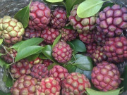 Health - A type of wild fruit that once fell all over the forest is now worth several million VND/fruit, and has just been listed as a precious medicine, good for health.