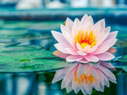 Tin tức - Trồng loài hoa dại nhưng mang lại may mắn tài lộc, chị nông dân ở miền Tây “rung đùi” thu 2 triệu đồng/ngày