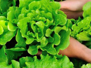 Sức khỏe - 11 loại rau "ngậm" hóa chất, lại còn là ổ ký sinh trùng nhưng người Việt rất ưa dùng, khi ăn cần lưu ý điều này