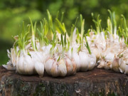 Sức khỏe - Thực phẩm mọc mầm nào nên ăn hoặc vứt bỏ? Có loại dưỡng chất gấp đôi, có loại ăn vào là ngộ độc, ung thư tìm đến