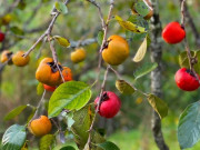 Sức khỏe - Cẩn thận với 5 loại trái cây là "kẻ phản bội" sức khỏe, ăn lúc bụng đói không khác nào tự hủy dạ dày