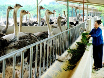 Người phụ nữ Hải Dương đưa loài lớn nhanh, mắn đẻ về nuôi, nhẹ nhàng đút túi 2 tỷ đồng/năm