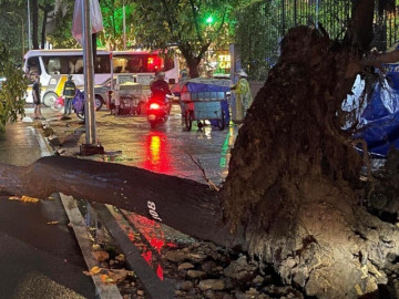 Cây sao tại quận 1 bật gốc, đè trúng 4 người