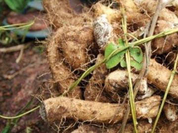 Báu vật dưới lòng đất xưa dành cho người nghèo, giờ thành đặc sản có hương vị lạ được săn lùng, 100.000 đồng/kg