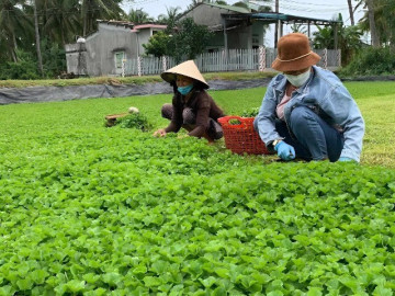 Loại rau rừng nào mọc khắp nơi được coi là “nhân sâm tự nhiên” được bán ở chợ Việt Nam với giá 3.000 đồng?