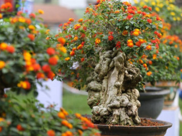 Cây dại ở bờ rào lên chậu thành bonsai độc lạ, nở hoa đẹp mắt quanh năm, giá tiền triệu/cây có ý nghĩa phong thủy